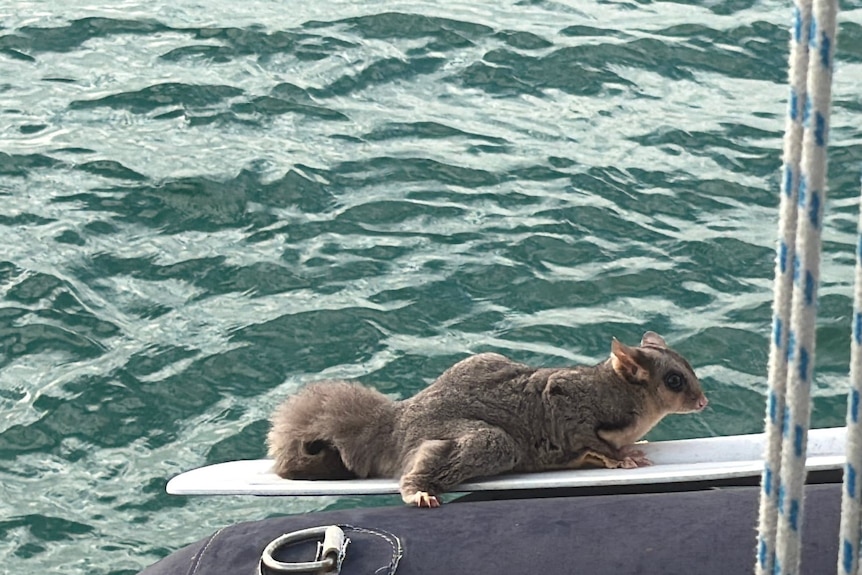 Wildlife Rescue Queensland 2