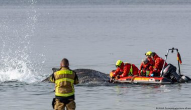 Race against time for stranded humpback whale