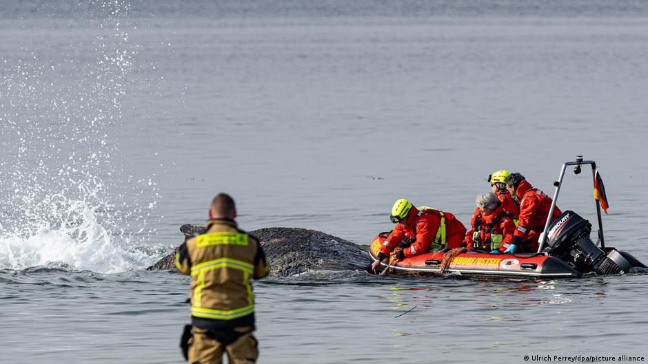 Race against time for stranded humpback whale