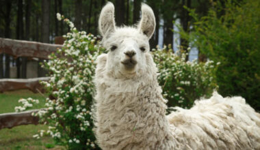 Baby Llamas Trying to Rest Amid the Chaos of the Zoo Is So Precious