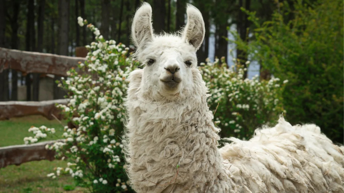 Baby Llamas Trying to Rest Amid the Chaos of the Zoo Is So Precious