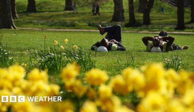 men using their hard hats as pillows lying down on grass in a park enjoying the warm and sunny weather surrounded by daffodils.