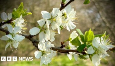 White blossom on a branch