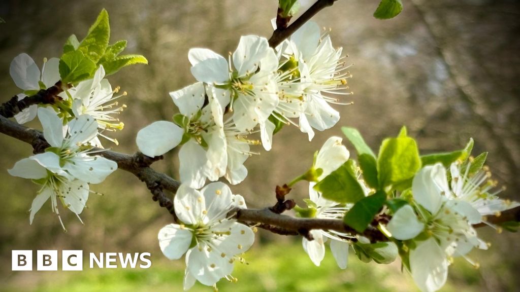White blossom on a branch