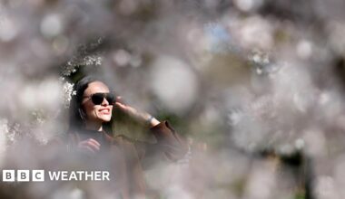 A woman views cherry blossoms at Regent's Park in London, UK
