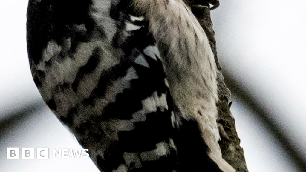 A black and white woodpecker.