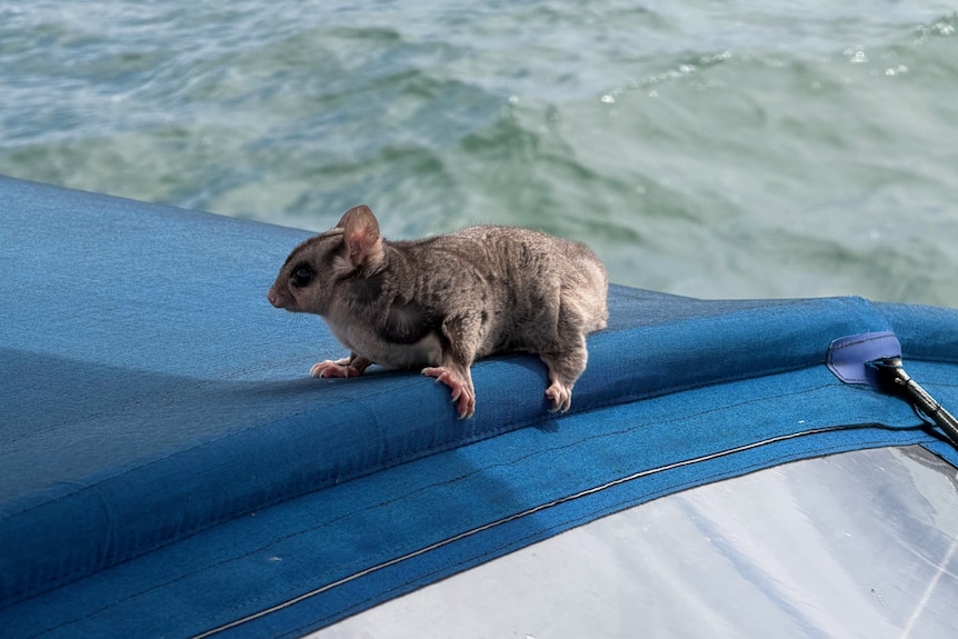 A small sugar glider on blue material on the edge of a boat with water in the background.