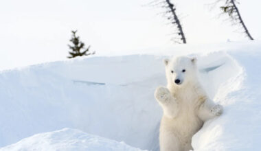 Rare Video of Polar Bear Cubs Taking Very First Steps Is Awe-Inspiring