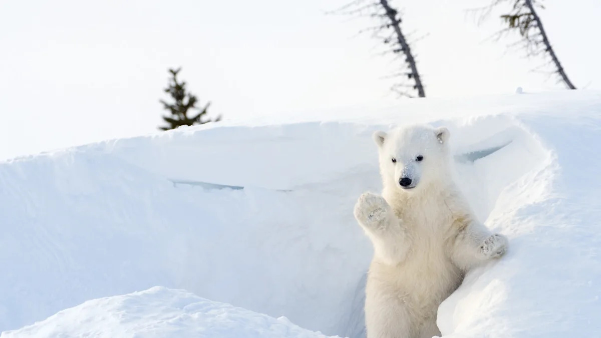 Rare Video of Polar Bear Cubs Taking Very First Steps Is Awe-Inspiring
