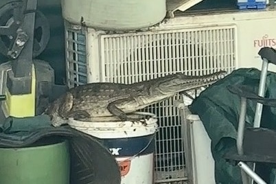 A baby crocodile on a bucket