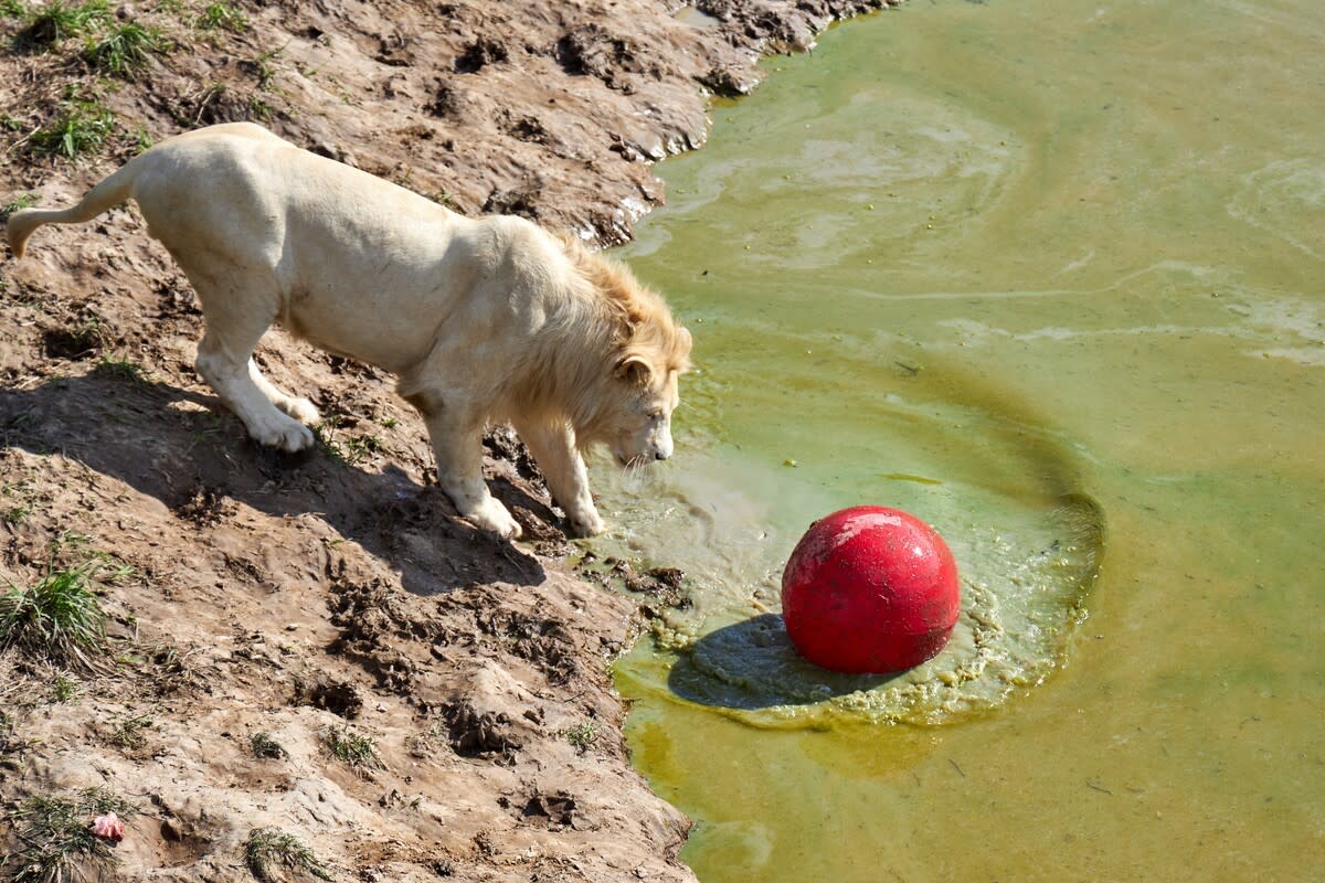 A lion playing with a ball by the water.Image via Shutterstock&sol;Julie julie