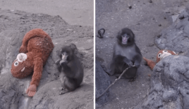 Yahoo lifestyle home