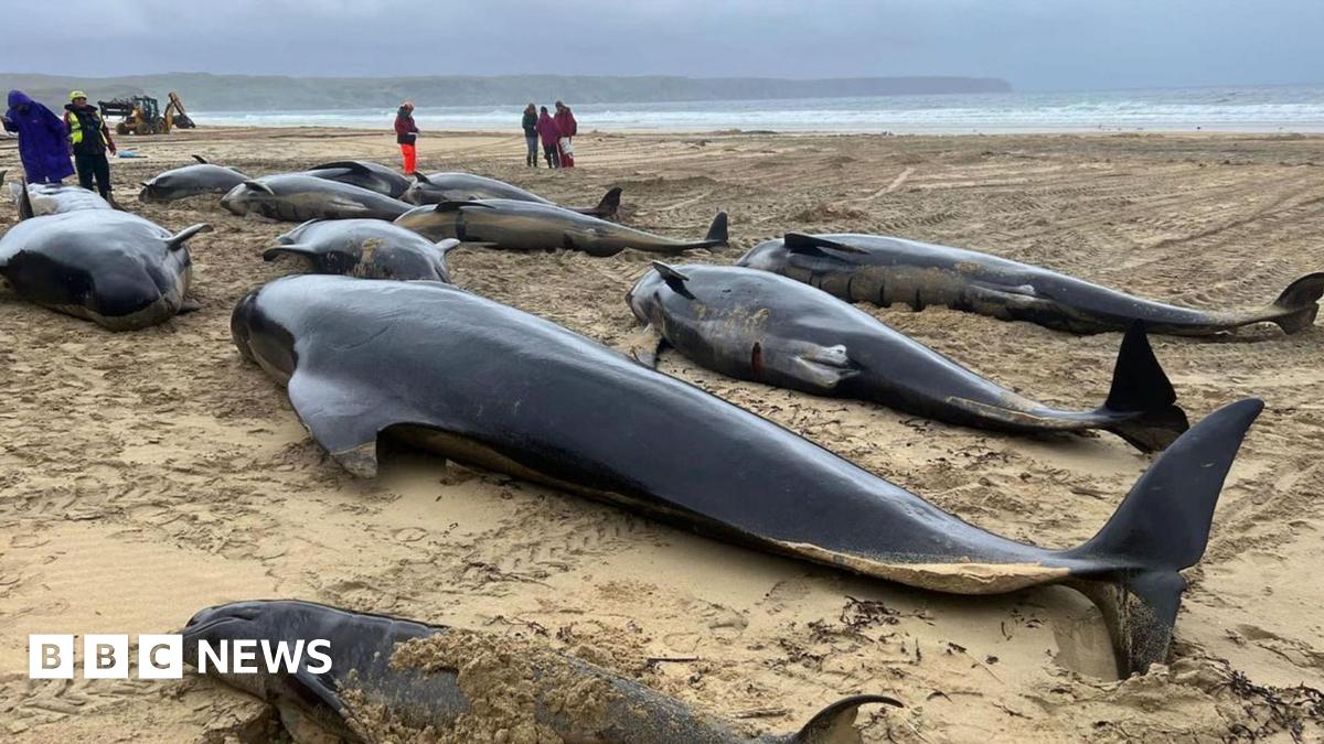 Several long-finned pilot whales lying on a sandy beach.