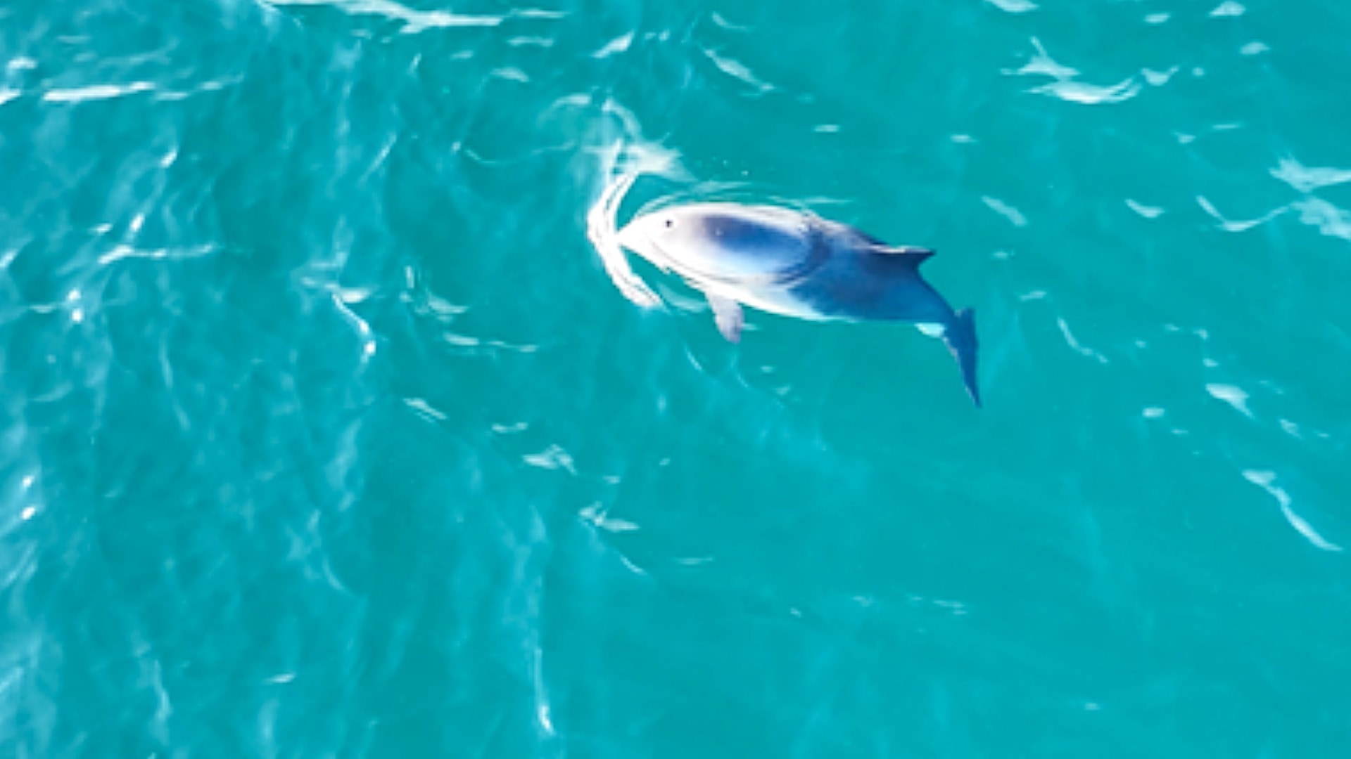 A harbour porpoise in waters around Shetland.