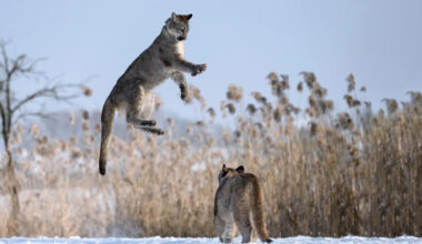Philly Zoo's Puma Siblings Have a Cat-tastic Time Zooming Through the Snow