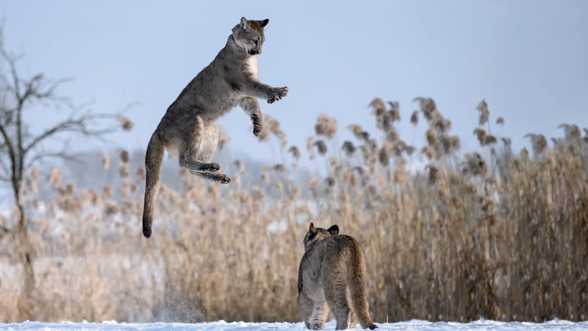 Philly Zoo's Puma Siblings Have a Cat-tastic Time Zooming Through the Snow
