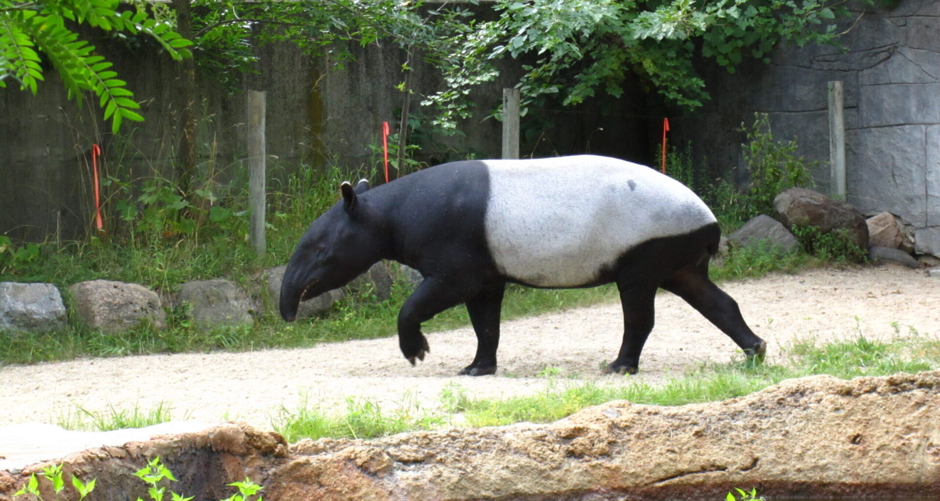 Archived camera-trap images bring Thailand's tapirs into focus