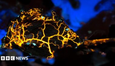 A Slime Mould under a UV light. Bright yellow forked lines run across a dark structure and blue patches glow in the background.