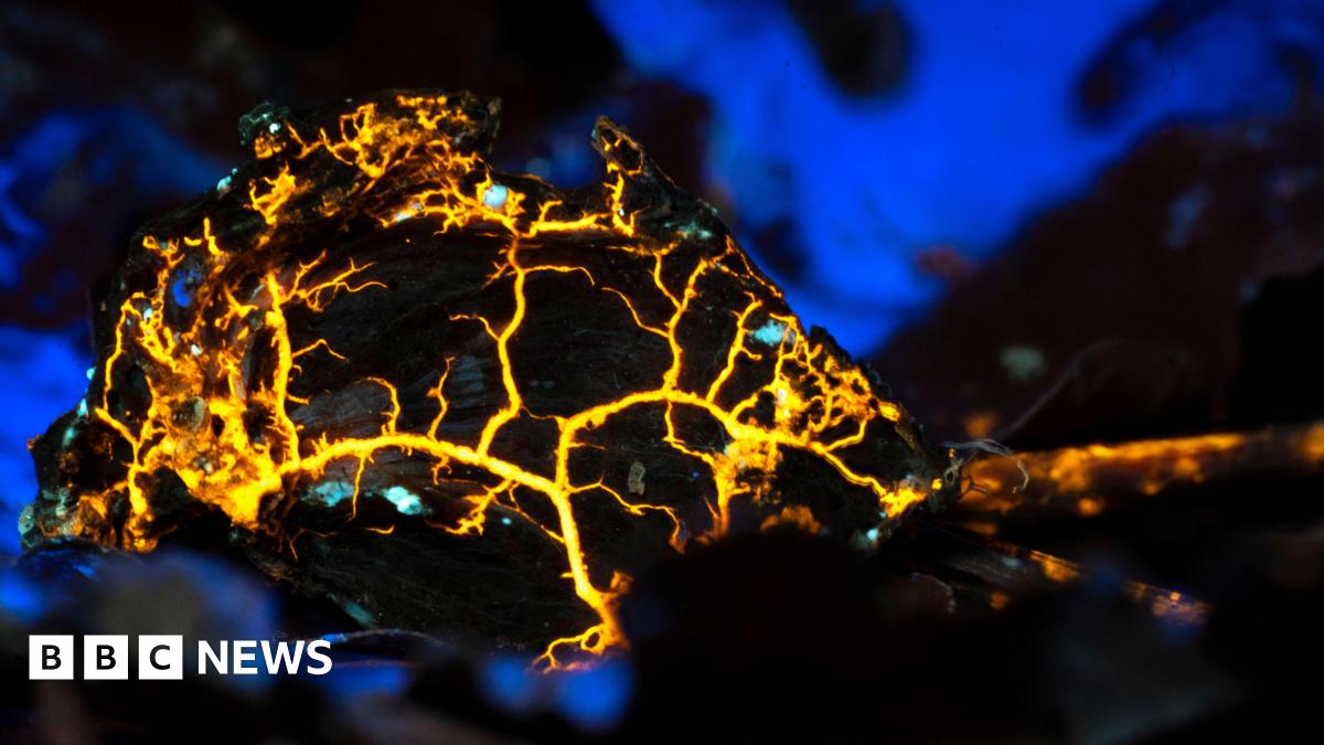 A Slime Mould under a UV light. Bright yellow forked lines run across a dark structure and blue patches glow in the background.