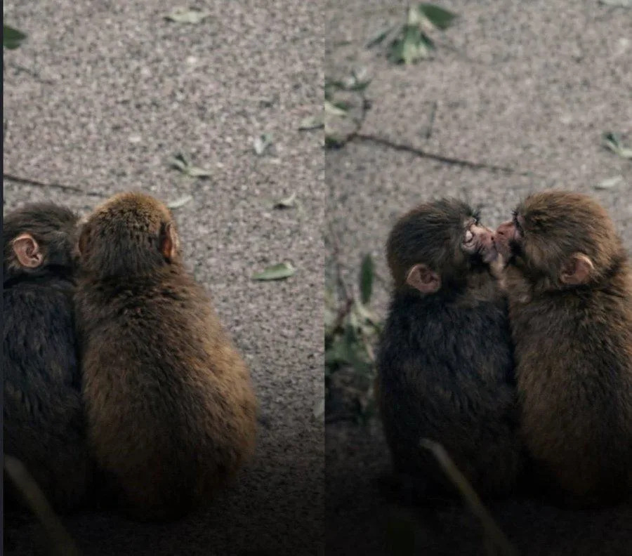 <a href="https://www.reddit.com/r/MadeMeSmile/comments/1rvwm0t/punch_found_a_girlfriend/" rel="nofollow noopener" target="_blank" data-ylk="slk:u/Tasty-Philosopher892 via Reddit;elm:context_link;itc:0;sec:content-canvas" data-yga="{"yLinkElement":"context_link","yModuleName":"content-canvas","yLinkText":"u/Tasty-Philosopher892 via Reddit"}" class="link ">u/Tasty-Philosopher892 via Reddit</a>