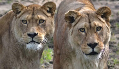 Beloved Lion Sisters, Part of a Subspecies Extinct in the Wild, Humanely Euthanized Together at 22