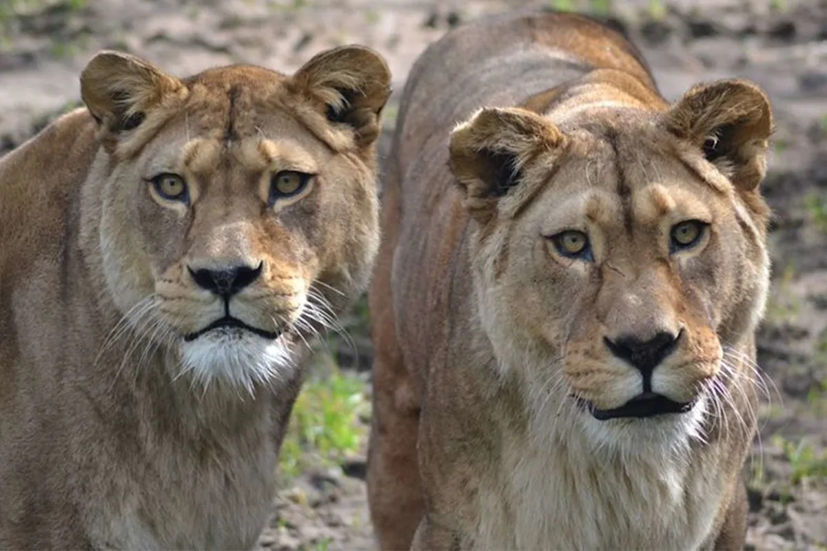 Beloved Lion Sisters, Part of a Subspecies Extinct in the Wild, Humanely Euthanized Together at 22