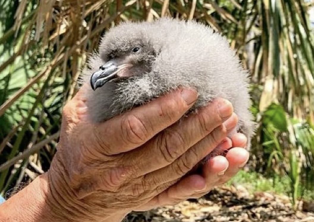 Endangered Cahow, One of the Rarest Seabirds in the World, Hatched on Nonsuch Island in Bermuda