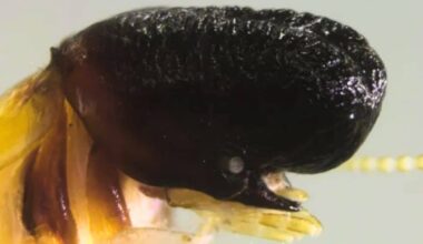 A Living Moby Dick Has Been Discovered In The South American Canopy