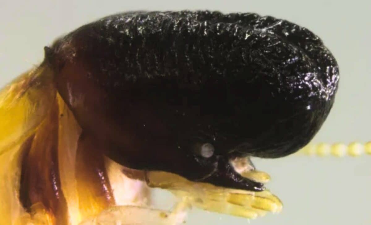 A Living Moby Dick Has Been Discovered In The South American Canopy