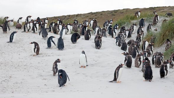A colony of gentoo penguins in the wild on the Falkland Islands A colony of gentoo penguins in the wild on the Falkland Islands