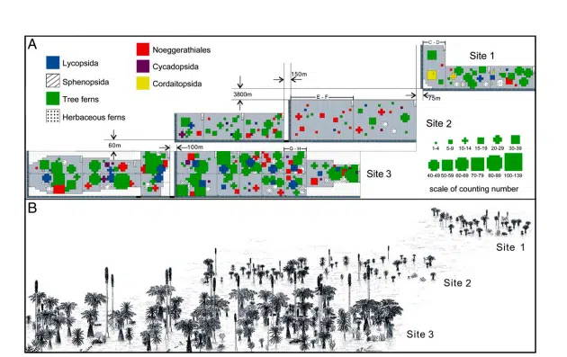 A Map Showing A Peat Swamp Forest Buried Near Wuda, With (a) Graphic Results And (b) A Forest Reconstruction.