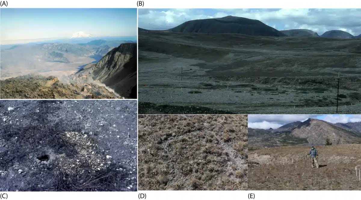 A Set Of Field Observations Illustrates The Gradual Recovery Of Mount St. Helens