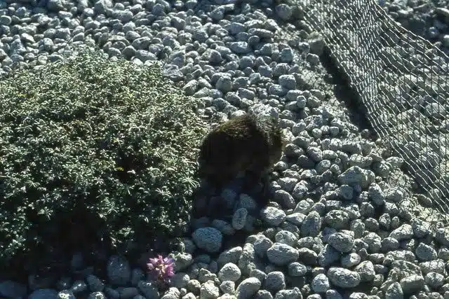 A Small Burrowing Creature Moves Across A Rocky, Ash Covered Landscape Near A Plant