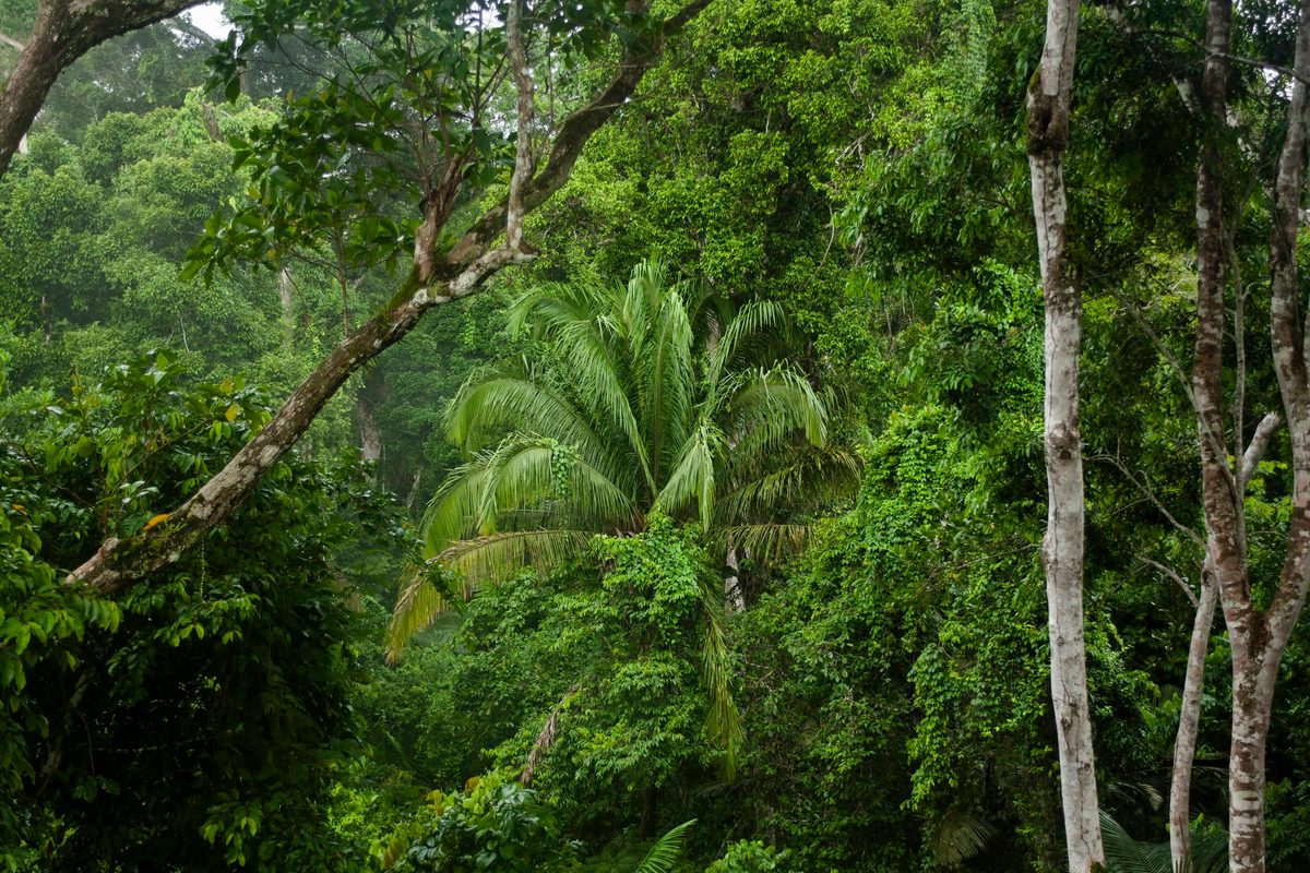 Amazon rainforest