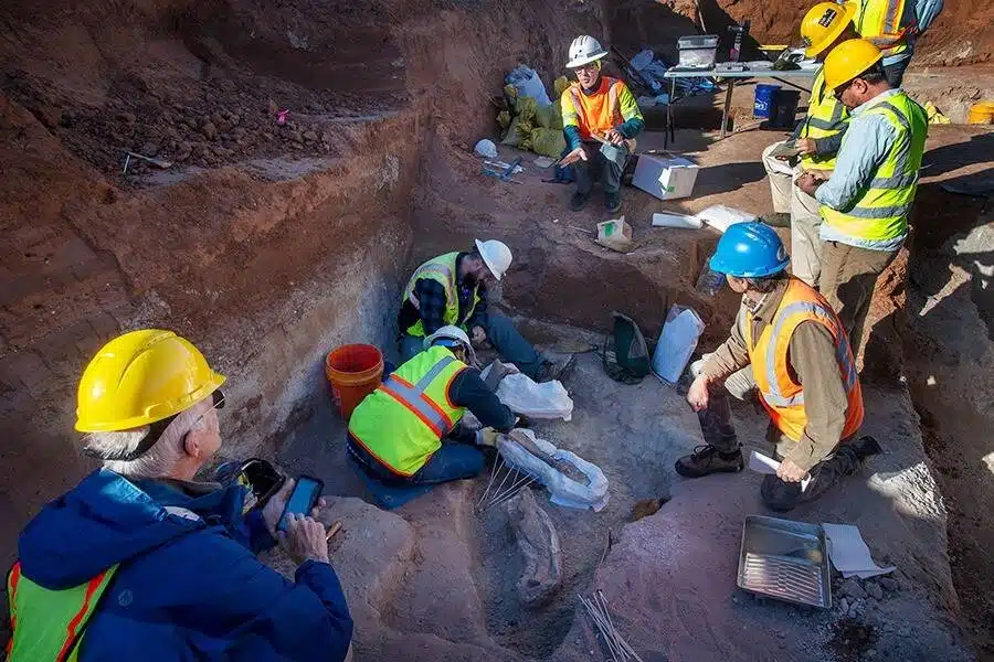 Archaeologists Uncovered A Giant Ground Sloth’s Tooth Alongside Other Ancient Bones.