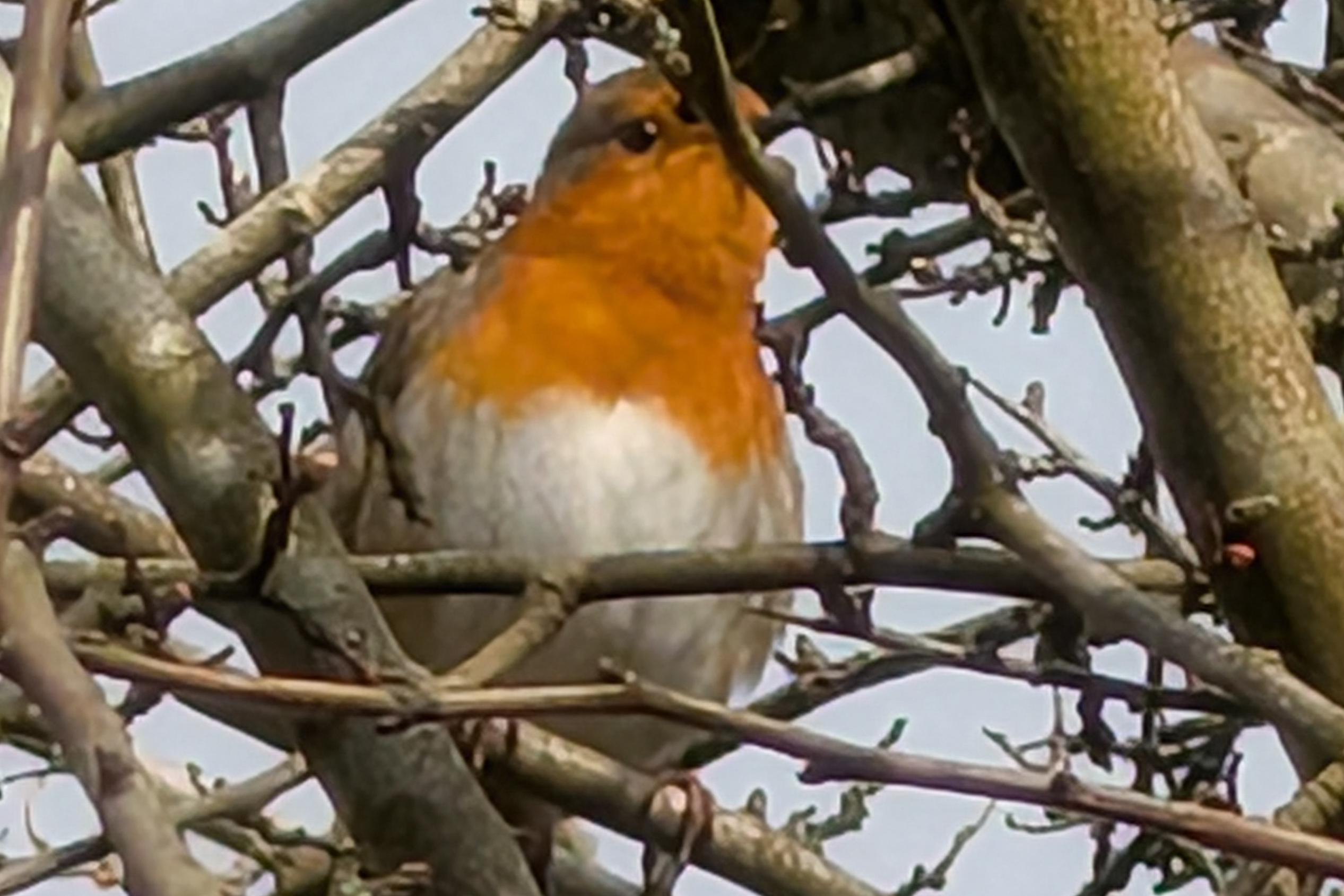 Leica Leitzphone vs Google Pixel 10 Pro XL comparison