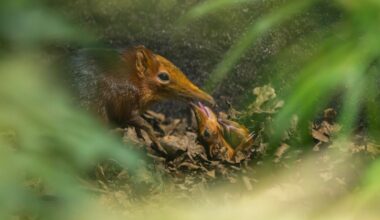 Hertfordshire Zoo celebrates first-ever UK birth of Elephant Shrews