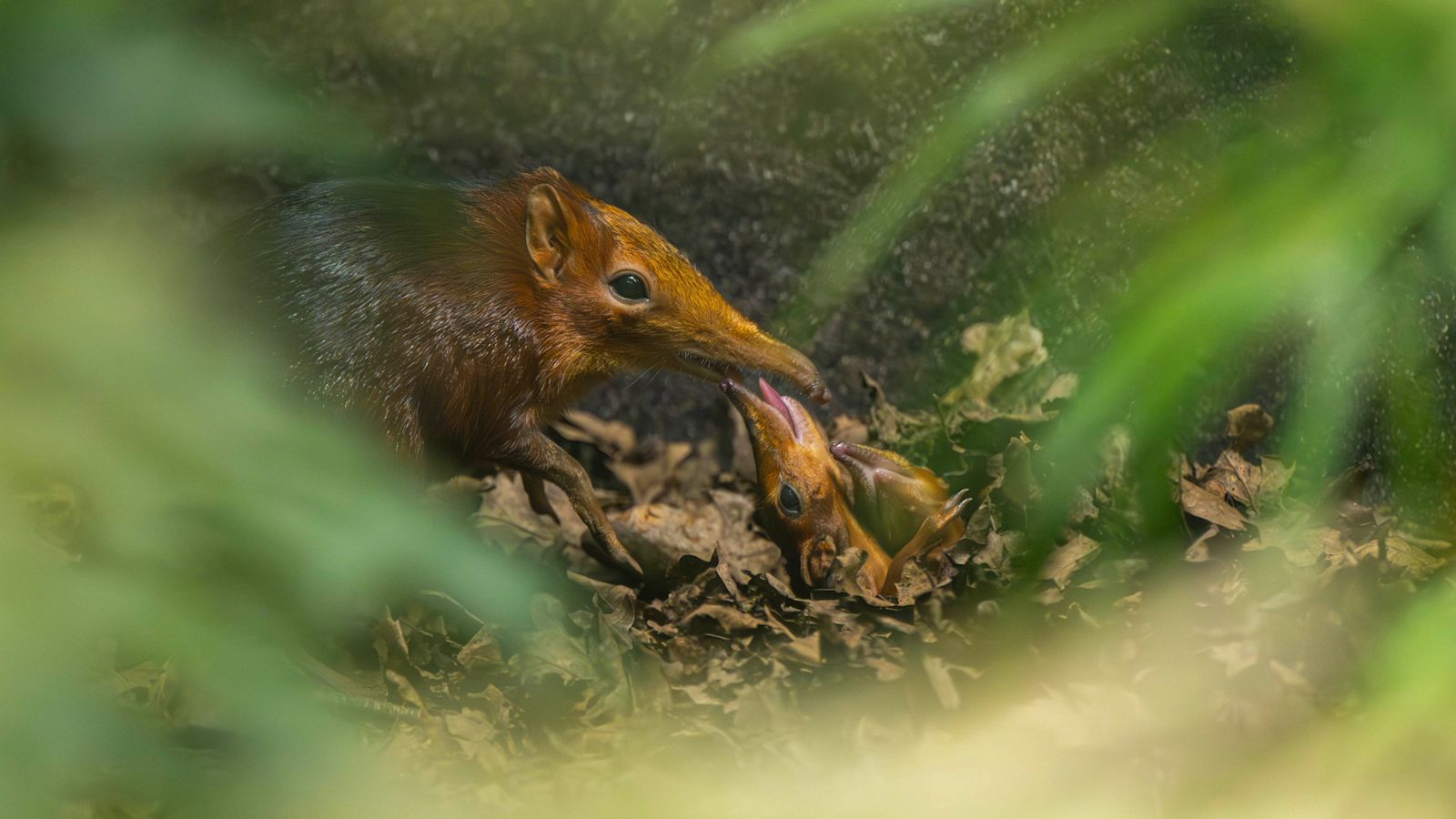 Hertfordshire Zoo celebrates first-ever UK birth of Elephant Shrews