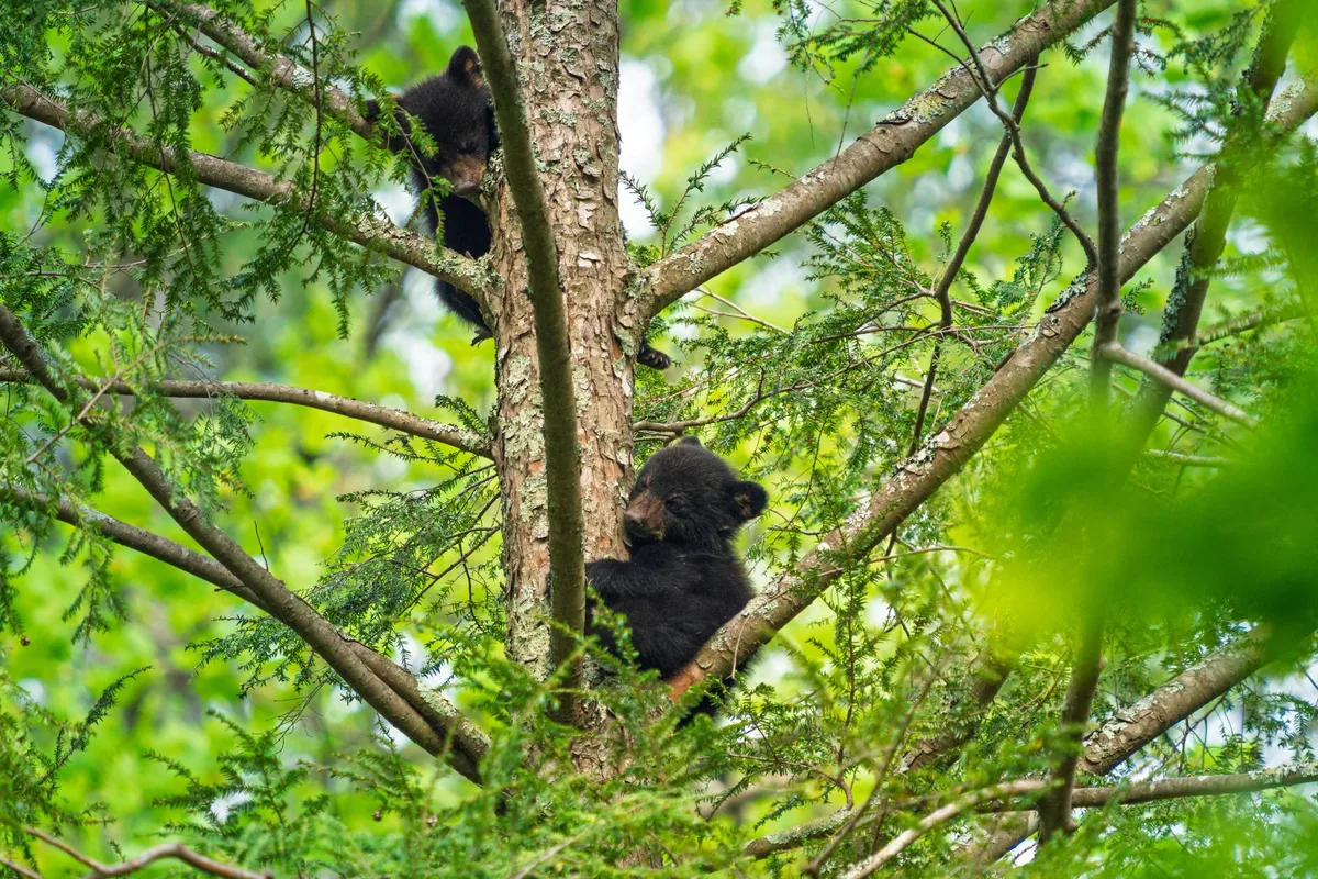 Black bear cubs in Great Smoky Mountains National Park