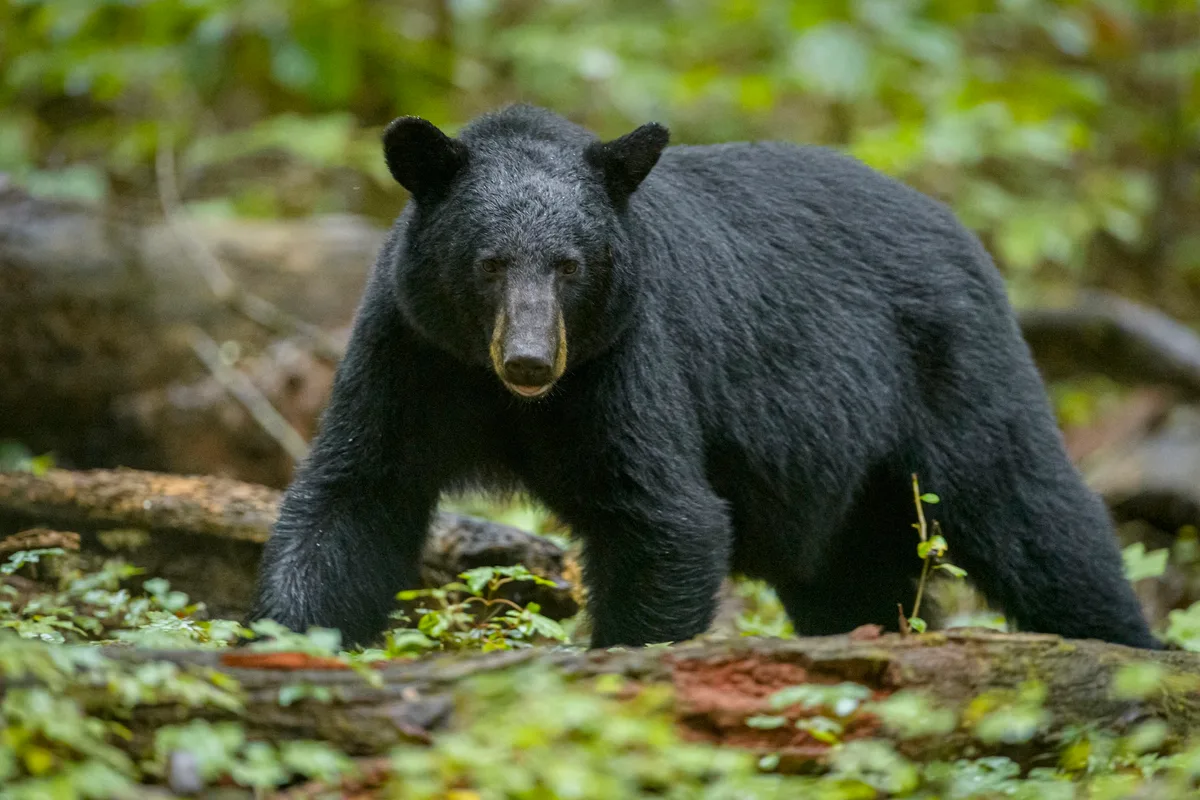 Black bear in Great Smoky Mountains