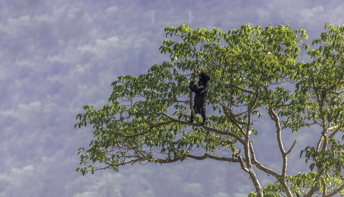 Asian black bear eating