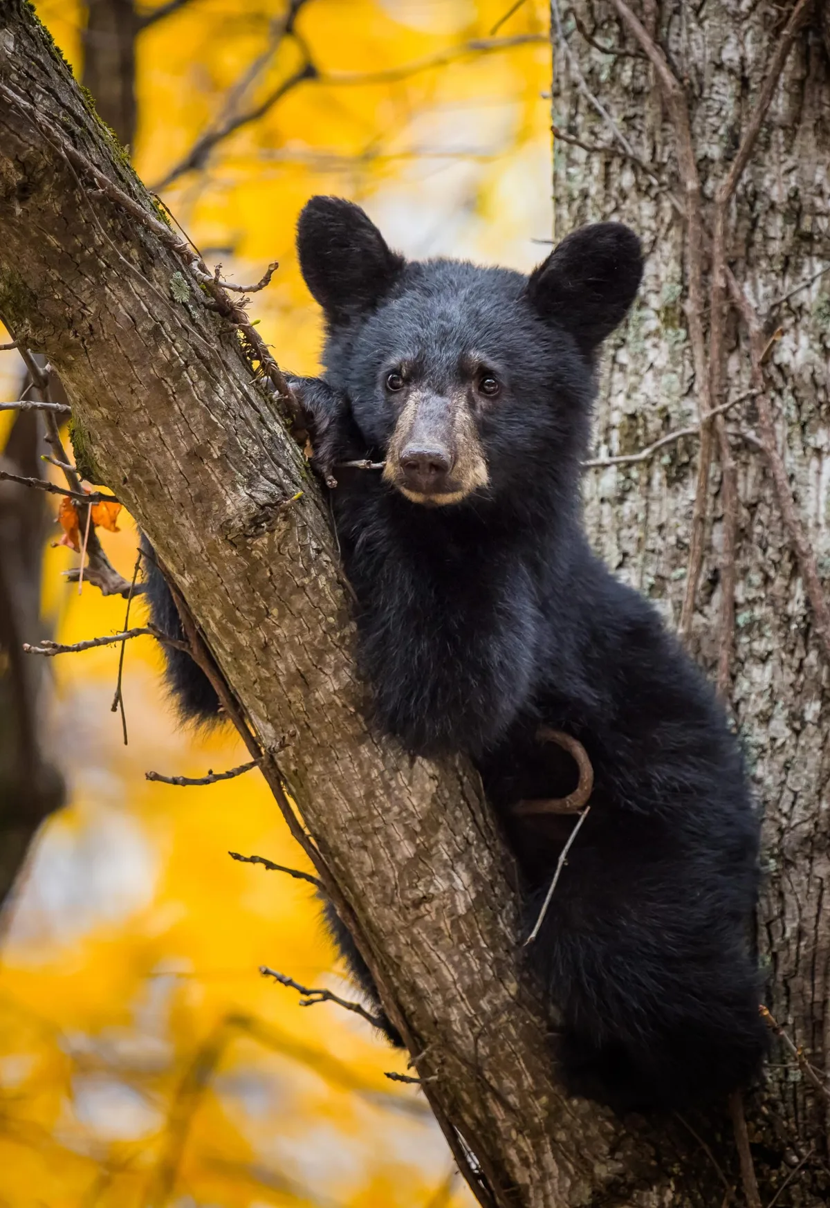 Black bear in Great Smoky Mountains National Park