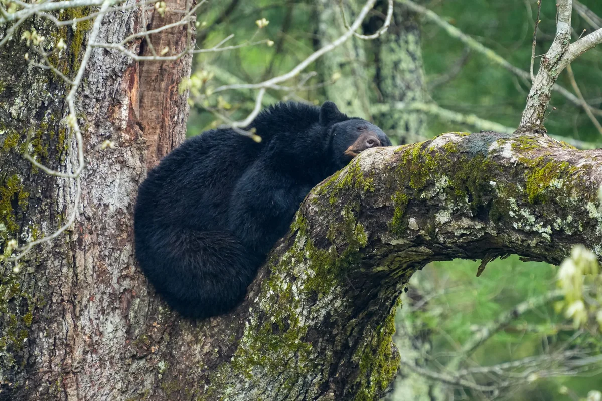 Black bear in Great Smoky Mountains