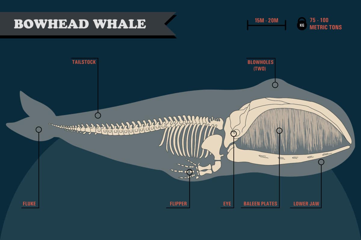 Bowhead,whale,skeleton,with,name,of,different,parts,of,the
