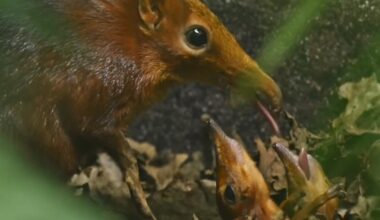 Watch: Britain's first elephant shrew pups, 'the Snootlets,' born at zoo