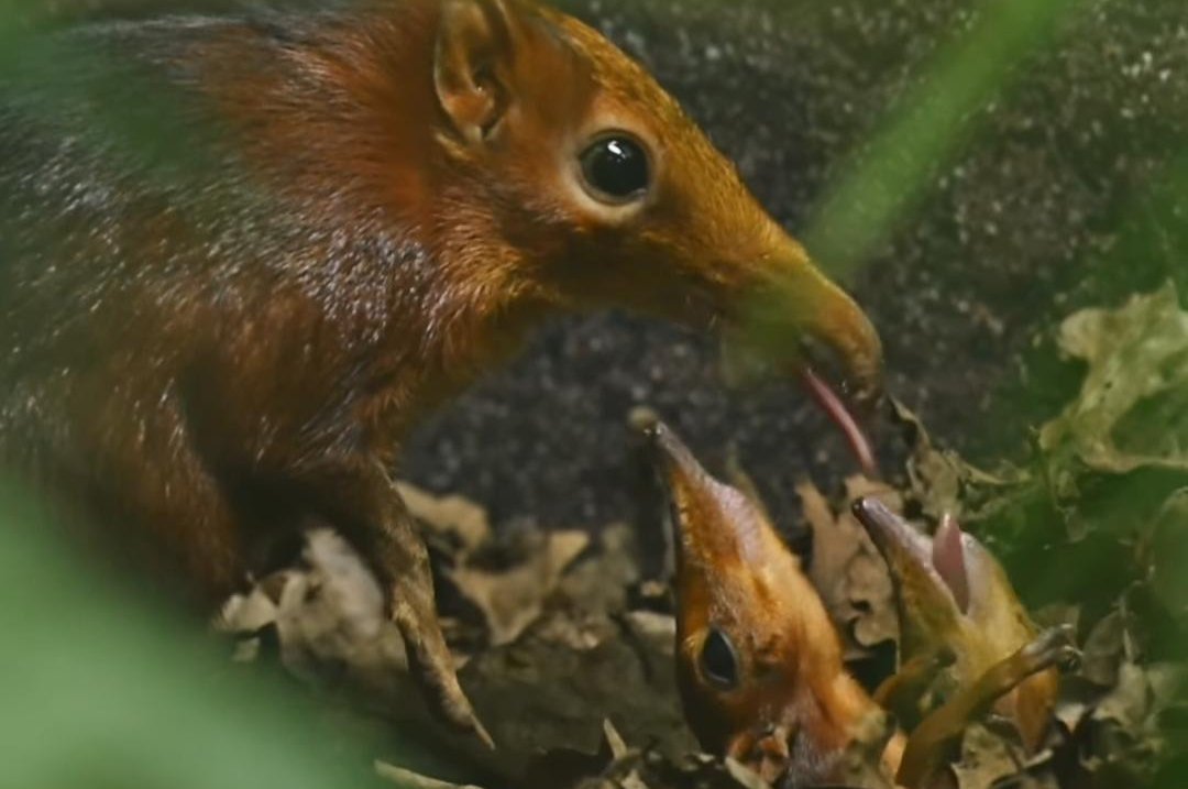 Watch: Britain's first elephant shrew pups, 'the Snootlets,' born at zoo