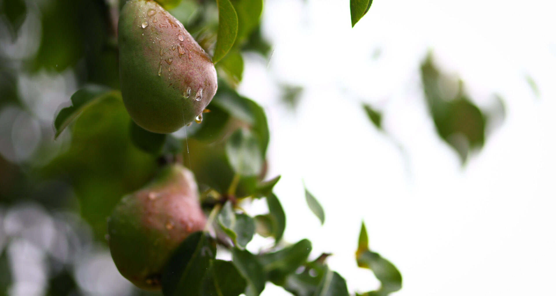 Worcestershire County Cricket Club would like to share an update on Project Elgar, the name of the Club’s additional venue project.