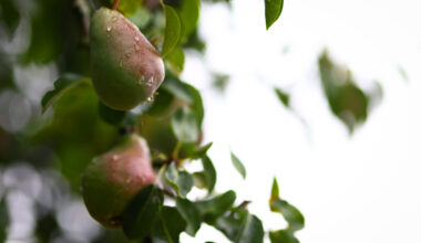 Worcestershire County Cricket Club would like to share an update on Project Elgar, the name of the Club’s additional venue project.