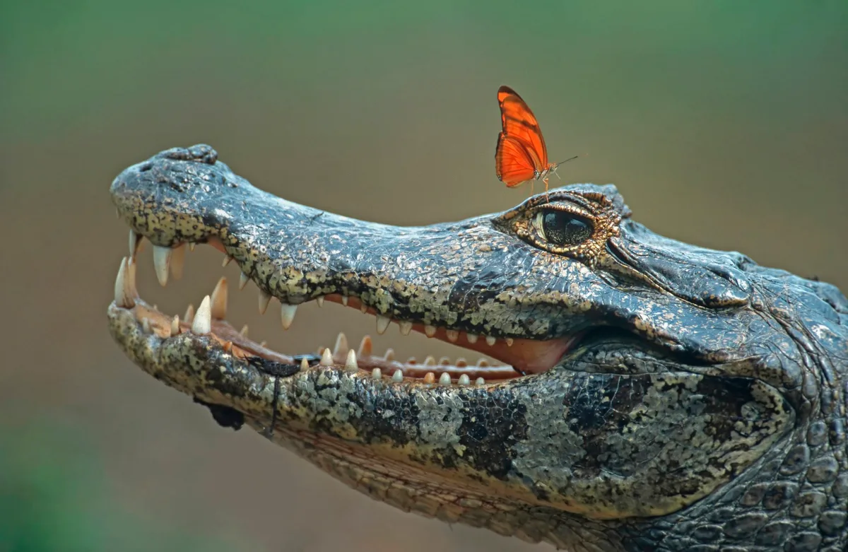 Spectacled caiman