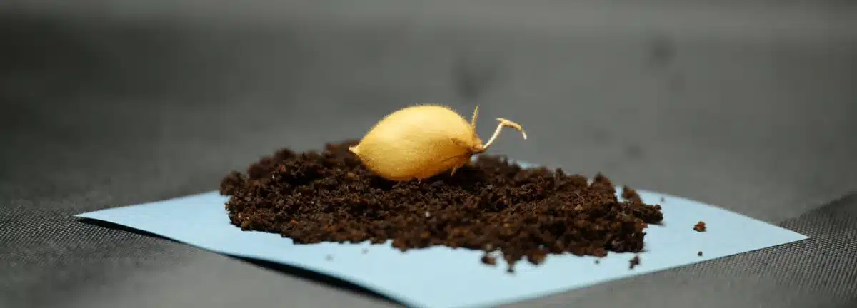 Chickpea Sprout Emerging From Lunar Soil Simulant